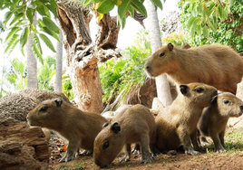 Las favoritas tienen relevo: nacen cuatro crías de las adorables capibaras en Tenerife