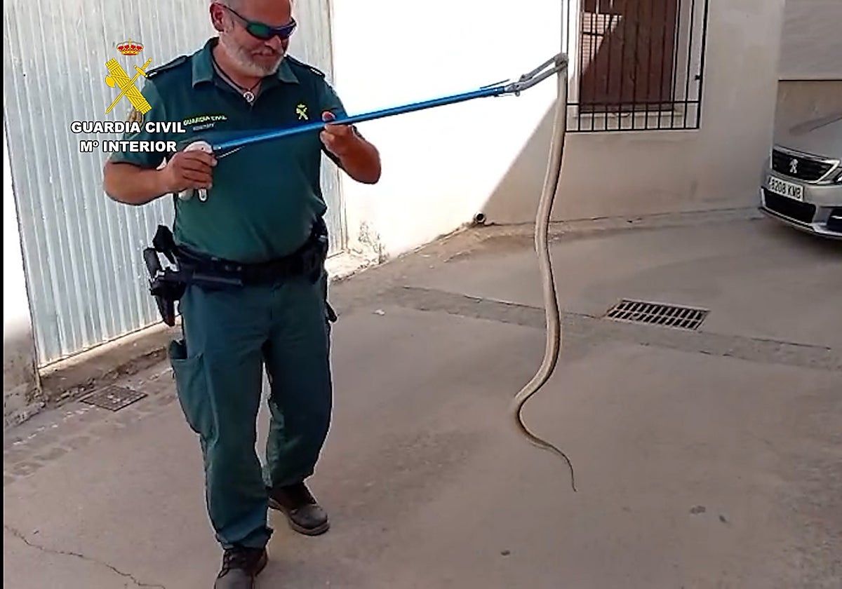 La culebra de escalera encontrada en la aldea de Zamoranos