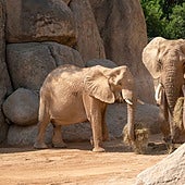 Bioparc Valencia se une a la llamada por la conservación del elefante tras la desaparición del 95% de su especie