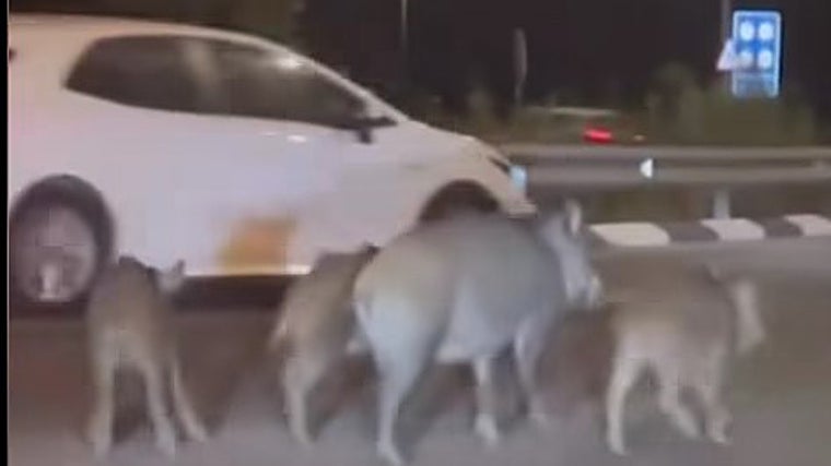 Una manada de estos animales transitando por una rotonda en Castellón, en una imagen captada por un conductor