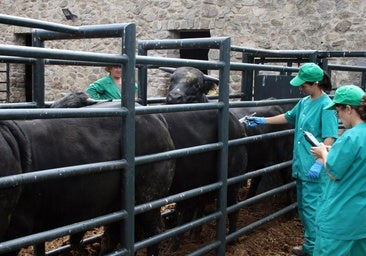 Cooperativas Agroalimentarias advierte de la «situación dantesca» de Los Pedroches con la lengua azul