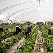 Muere un temporero mientras trabajaba en Alcarrás (Lérida) en plena ola de calor
