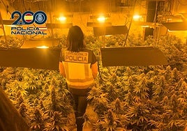 La incautación de casi 500 plantas de marihuana en Baza confirma que los cultivos se extienden por el norte de Granada