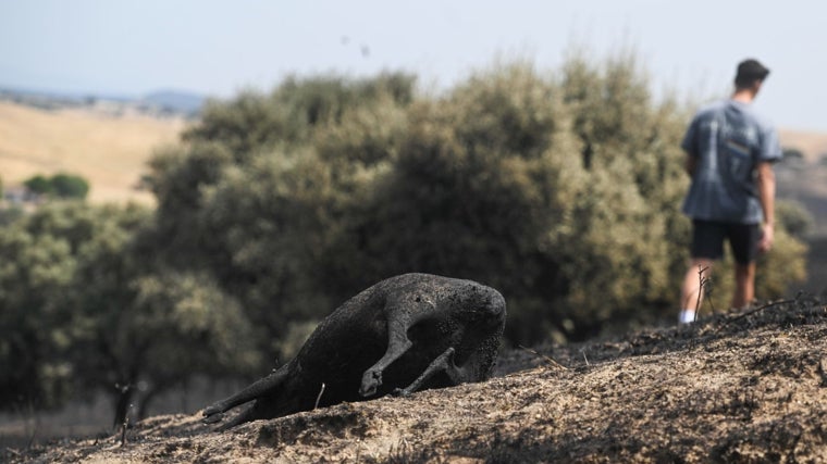 Un animal totalmente calcinado por las llamas, en el monte de Tres Cantos