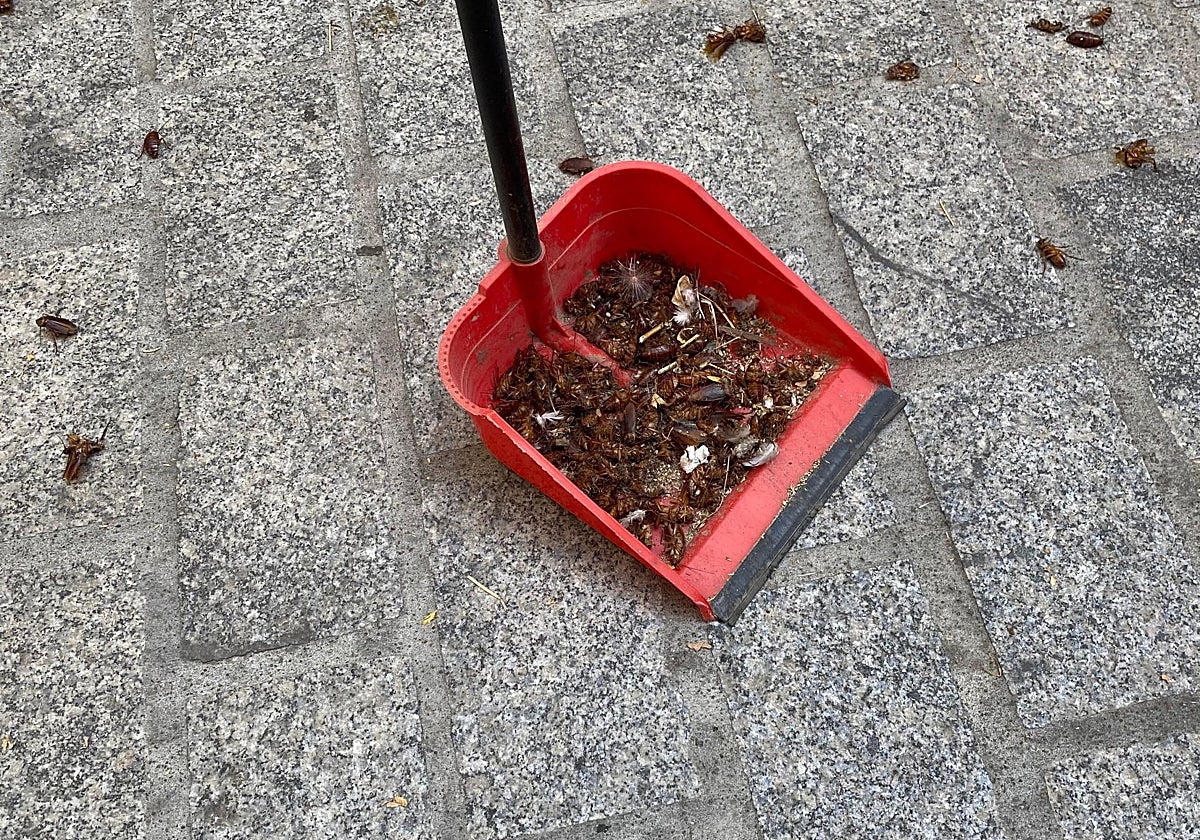 Cucarachas en las calles de Toledo, según el PSOE