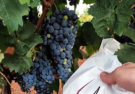 El Progreso de Villarrubia de los Ojos comienza la vendimia en una cosecha que calcula inferior al pasado año