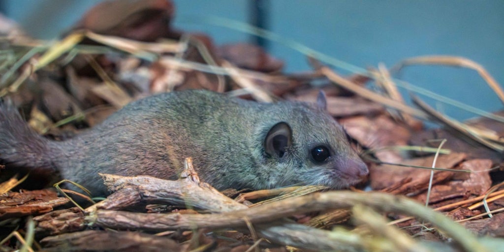 Así es el exótico roedor, víctima del tráfico ilegal de animales, que ha acogido Bioparc Valencia