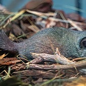 Así es el exótico roedor, víctima del tráfico ilegal de animales, que ha acogido Bioparc Valencia