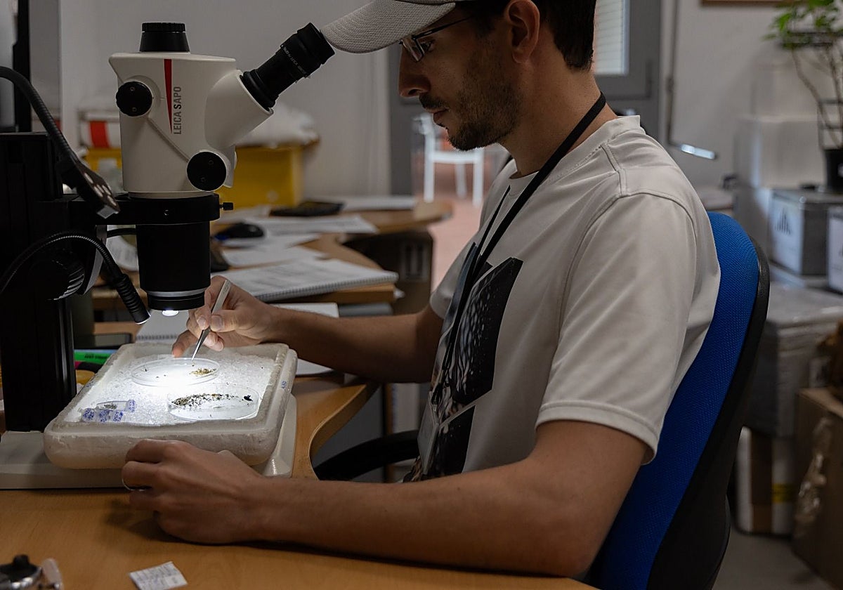 Andalucía detecta circulación del virus del Nilo en mosquitos en las provincias de Sevilla, Cádiz y Almería