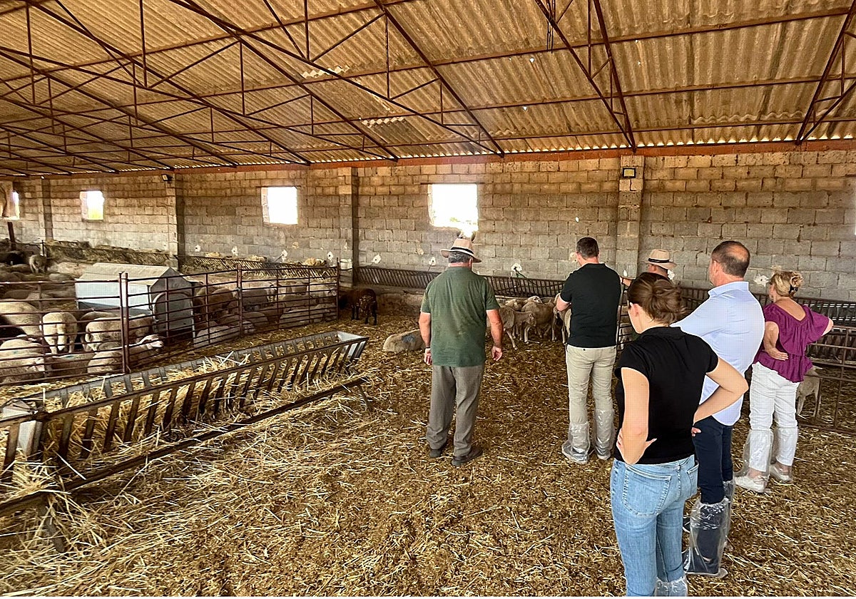 Visita a una ganadería en Los Pedroches para informar sobre la lengua azul