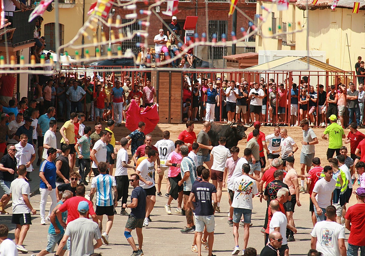 Celebración del 'Toro del verdejo' en Rueda (Valladolid)