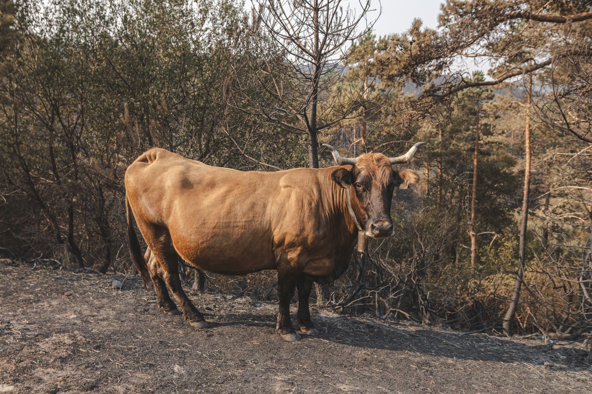 La primera línea contra el incendio más devastador de Galicia, en imágenes