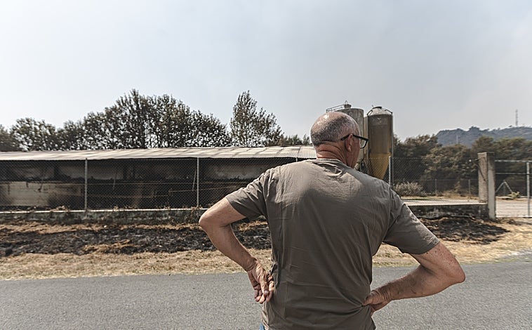 Imagen principal - Miguel Fernández contempla su explotación avícola devastada (arriba) / Samuel y José Antonio, frente a sus casas consumidas por las llamas (izq.) / Vecinos de Vilar de Lebres, escapan de las llamas junto a Agrícola Calvo (dcha.) 