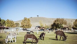 El milagro de Burrolandia en el incendio de Tres Cantos: «Todos los burros se han salvado»