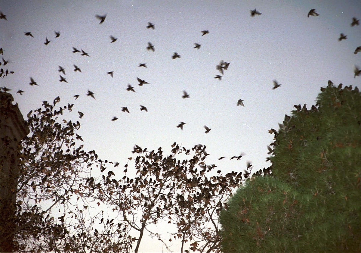 Un grupo de palomas revoloteando en el cielo