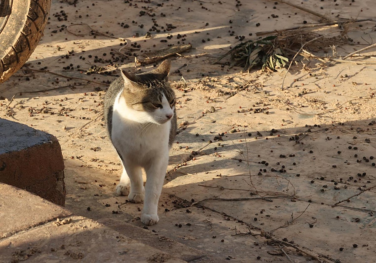 Imagen de archivo de un gato en la localidad valenciana de Benetússer
