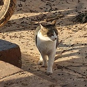 Las protectoras alertan que más de 100 gatos son abandonados en verano en la Comunidad Valenciana