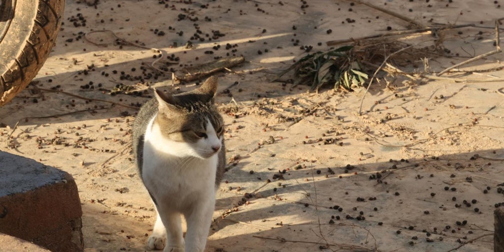 Las protectoras alertan que más de 100 gatos son abandonados en verano en la Comunidad Valenciana