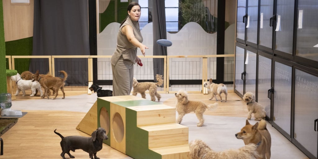 Hoteles para perros: el negocio de dejar a tu mascota a cuerpo de rey