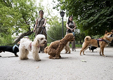 Imagen secundaria 1 - Arriba, uno de los 'huéspedes' jugando. Abajo, izq., paseo por el Retiro; dcha, la propietaria e ideóloga del proyecto, Sofía Bienes
