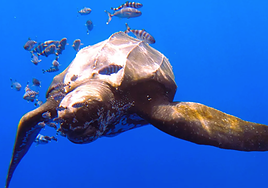 Una tortuga laúd, la más grande del mundo, sorprende en Tenerife: «Estoy alucinando»