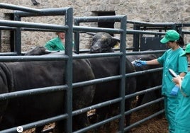 Asaja pide «más ayudas y más vacunas» para hacer frente a la lengua azul en Castilla-La Mancha