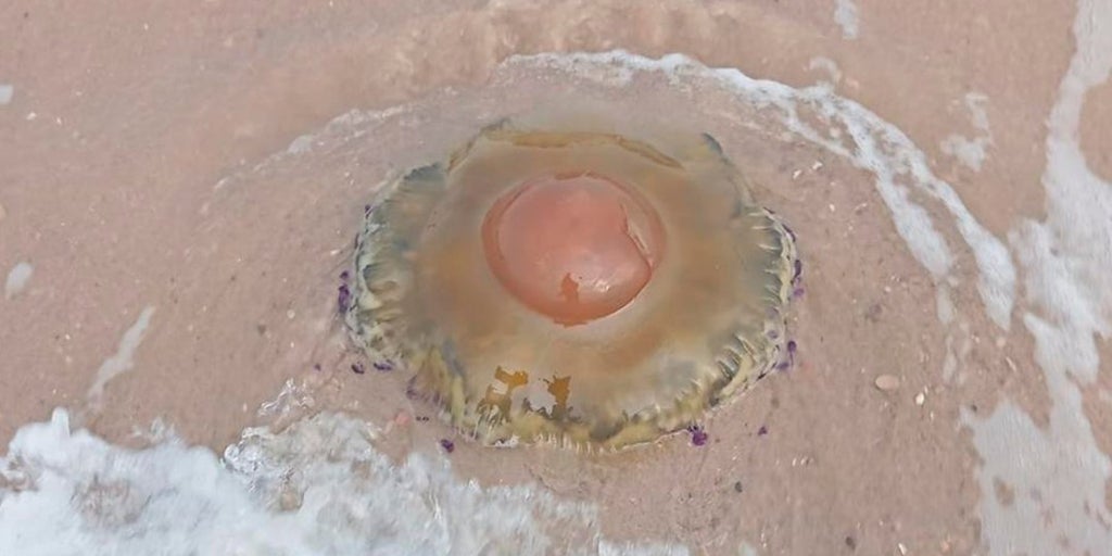Las medusas  huevo frito  irrumpen de nuevo en las playas valencianas: así es su picadura