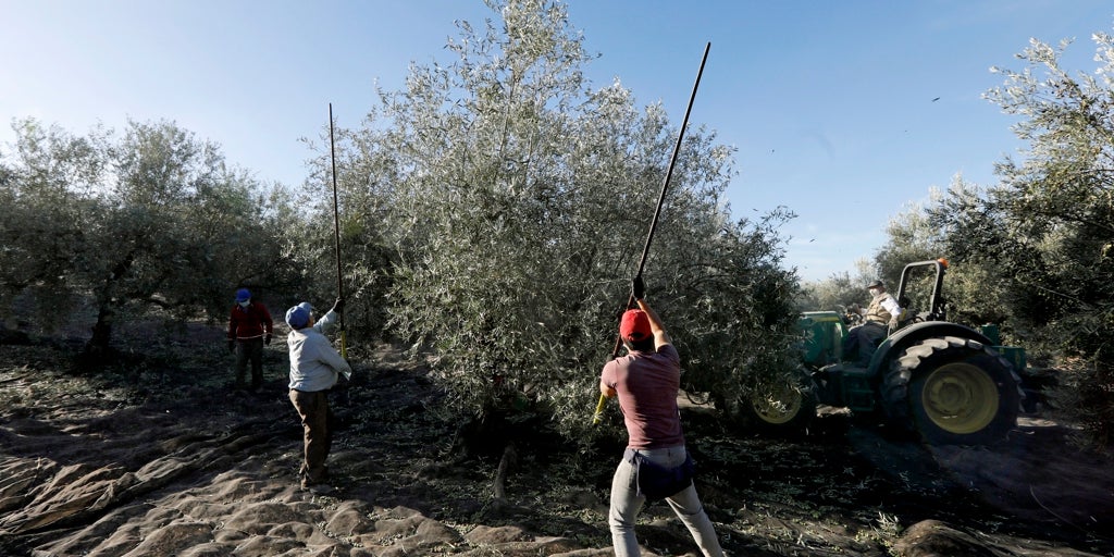 La  burbuja  de una gran cosecha de aceite de oliva se desinfla
