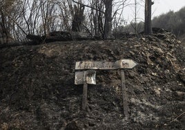 EL DÍA DESPUÉS DEL FUEGO: CUANDO LLUEVEN CENIZAS