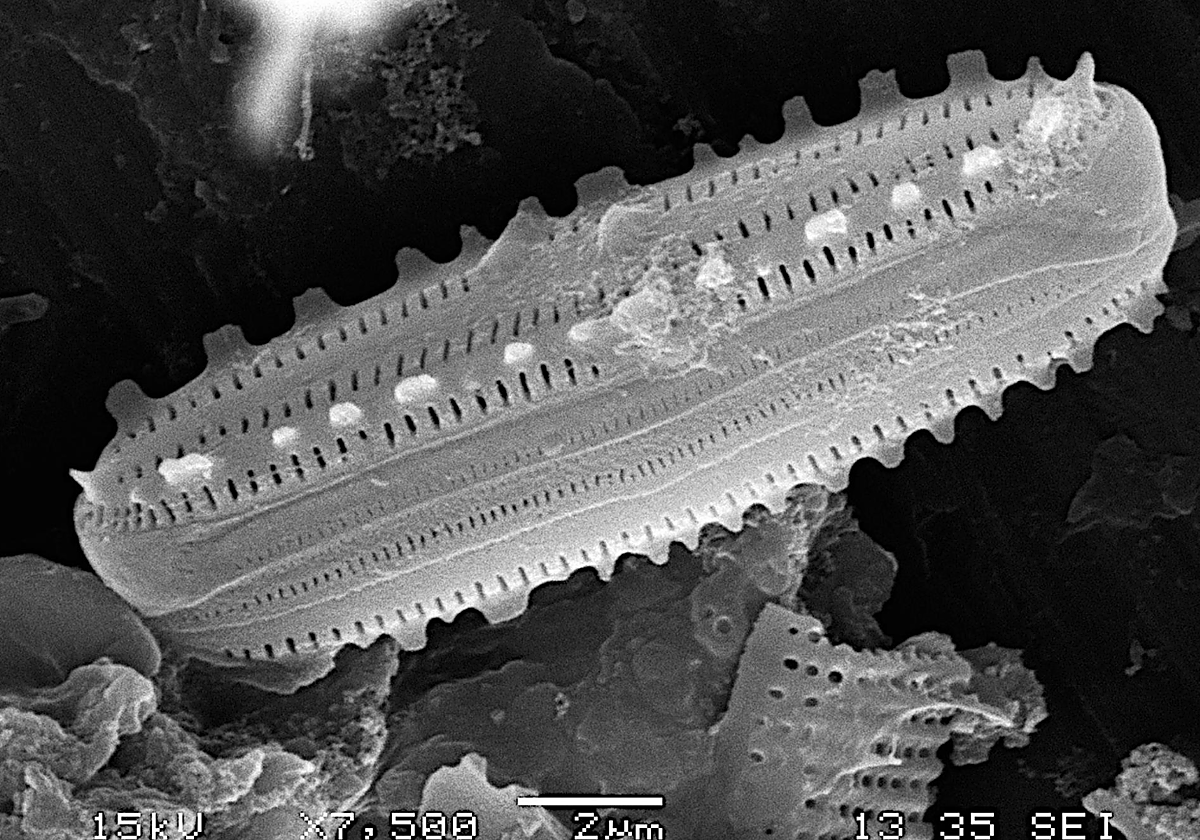 Descubren 4 endemismos en la red de tubos y cuevas volcánicas de El Hierro