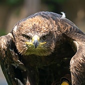 Bioparc Valencia recupera un águila rapax para la actividad 'El Ciclo de la Vida'