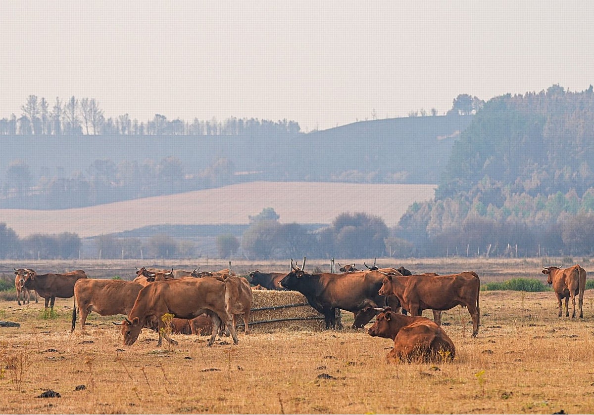 El ganado pasta en el entorno del municipio leonés