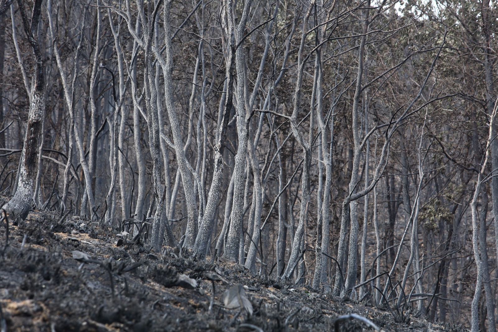 Imagen de los daños provocados en el monte por el incendio en el entorno de Oencia (León)