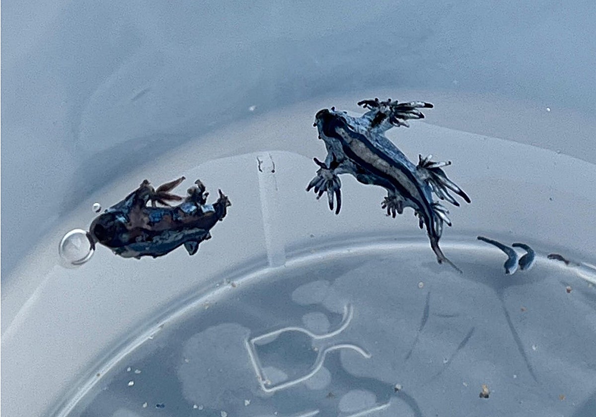 Imagen de dos dragones azules hallados en una playa de la localidad alicantina de Guardamar del Segura