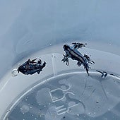 Dragones azules aparecen en una playa de Alicante: «No se deben tocar ni con guantes»