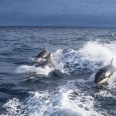 Los ataques de las orcas en el Estrecho de Gibraltar bajan un 80% en dos años