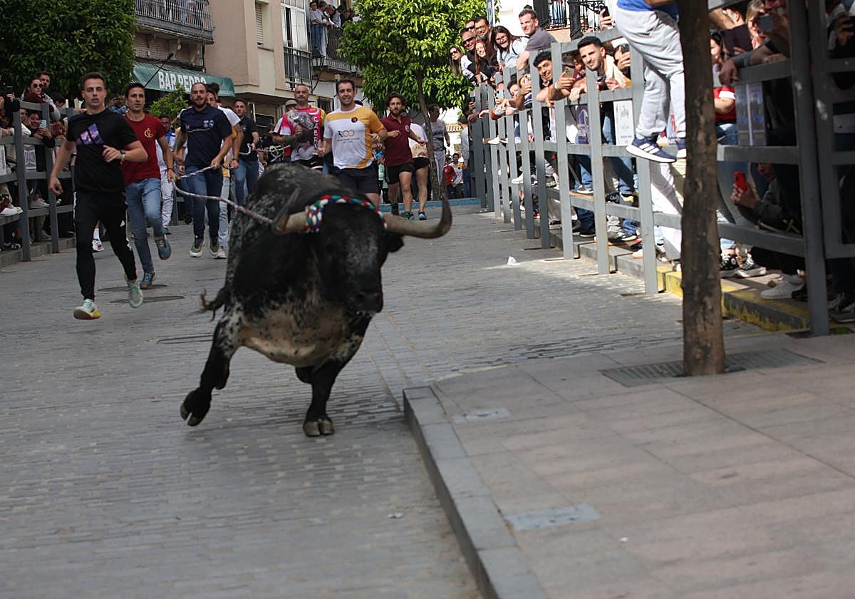 El Toro de Cuerda regresa a Carcabuey este sábado