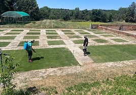 El césped que consume un 30% menos de agua ya llegó