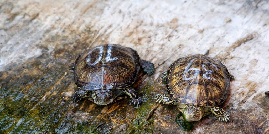 Así impulsa Bioparc la repoblación de una tortuga autóctona valenciana amenazada por las especies invasoras