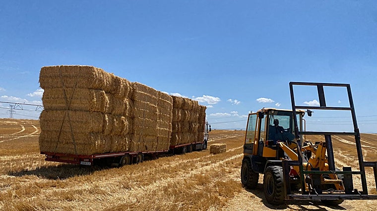 David del Castillo trabaja en su campo preparando el transporte de pacas de paja para la ganadería