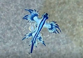 El dragón azul, ¿un nuevo peligro para las playas de Andalucía?