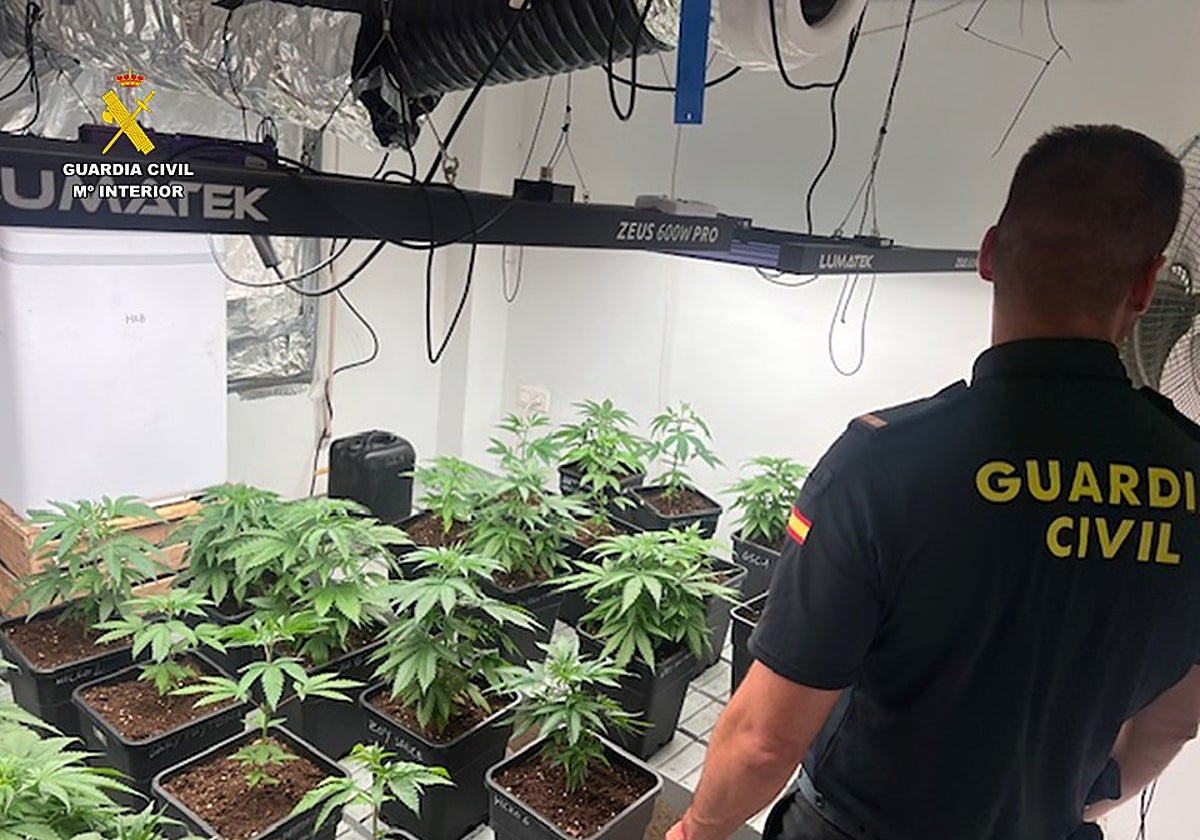 Imagen de un agente de la Guardia Civil con la plantación de marihuana incautada