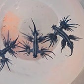 Detectan nuevos ejemplares del dragón azul en una playa de Alicante