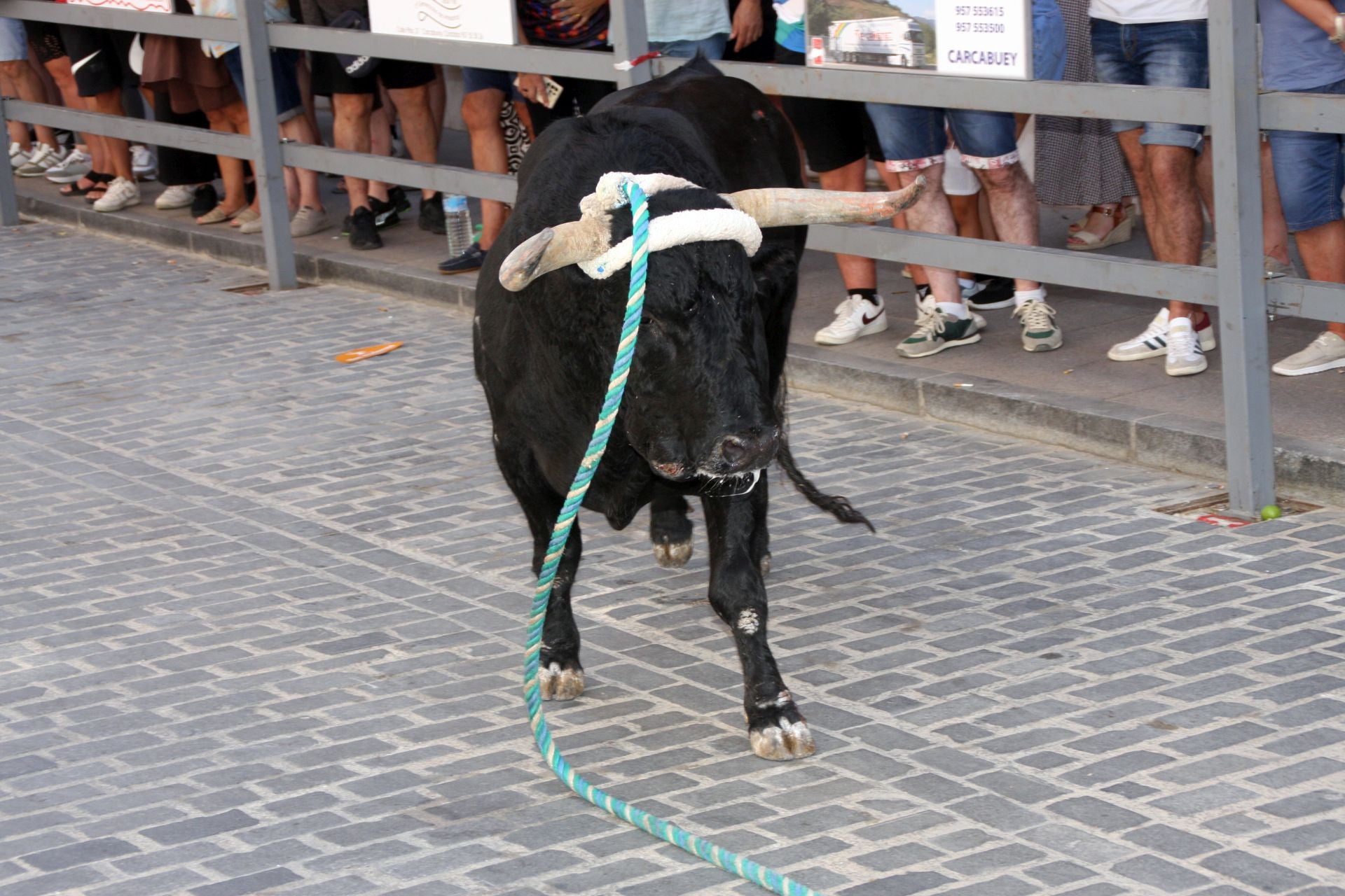 El emocionante Toro de Cuerda de Carcabuey, en imágenes