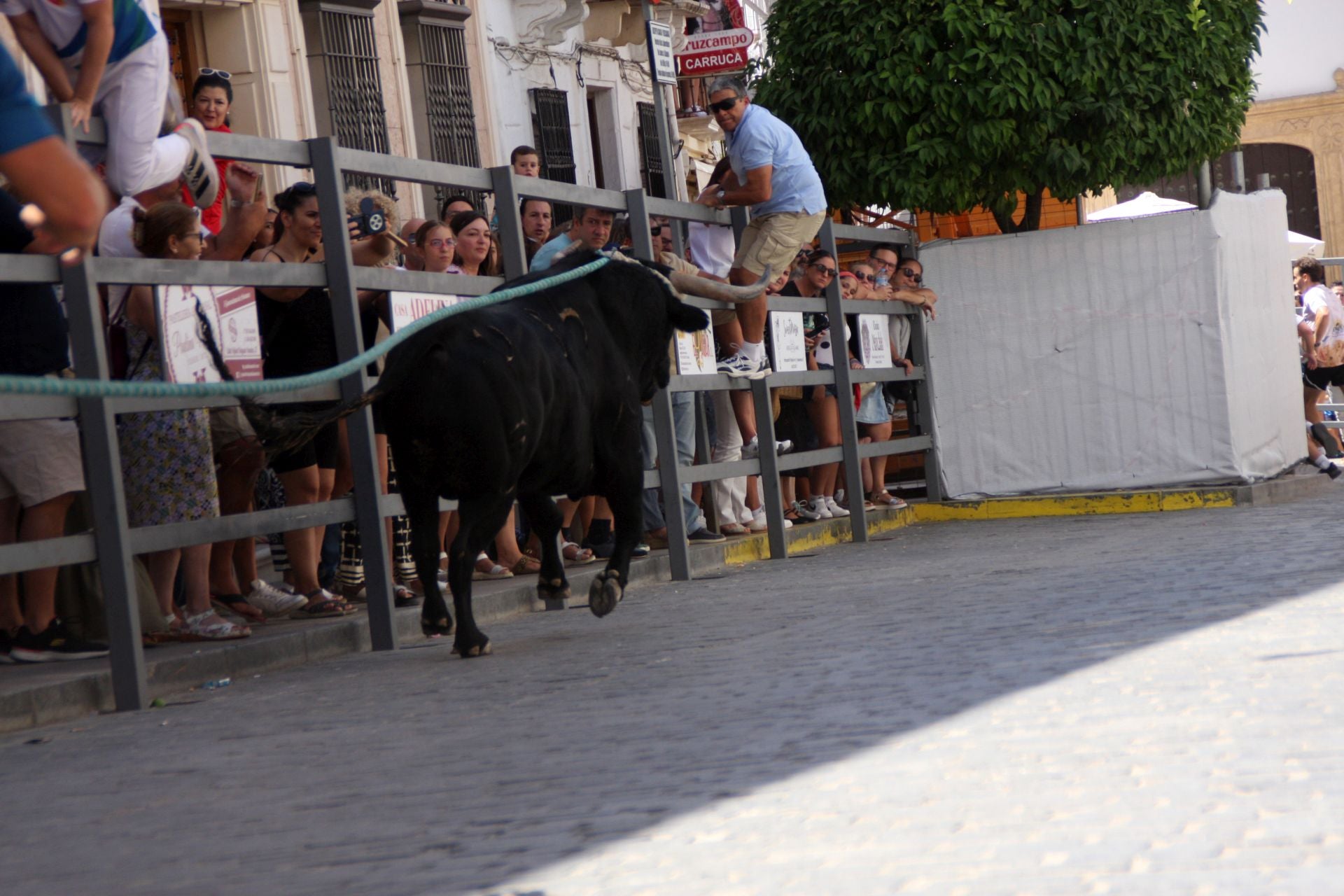 El emocionante Toro de Cuerda de Carcabuey, en imágenes