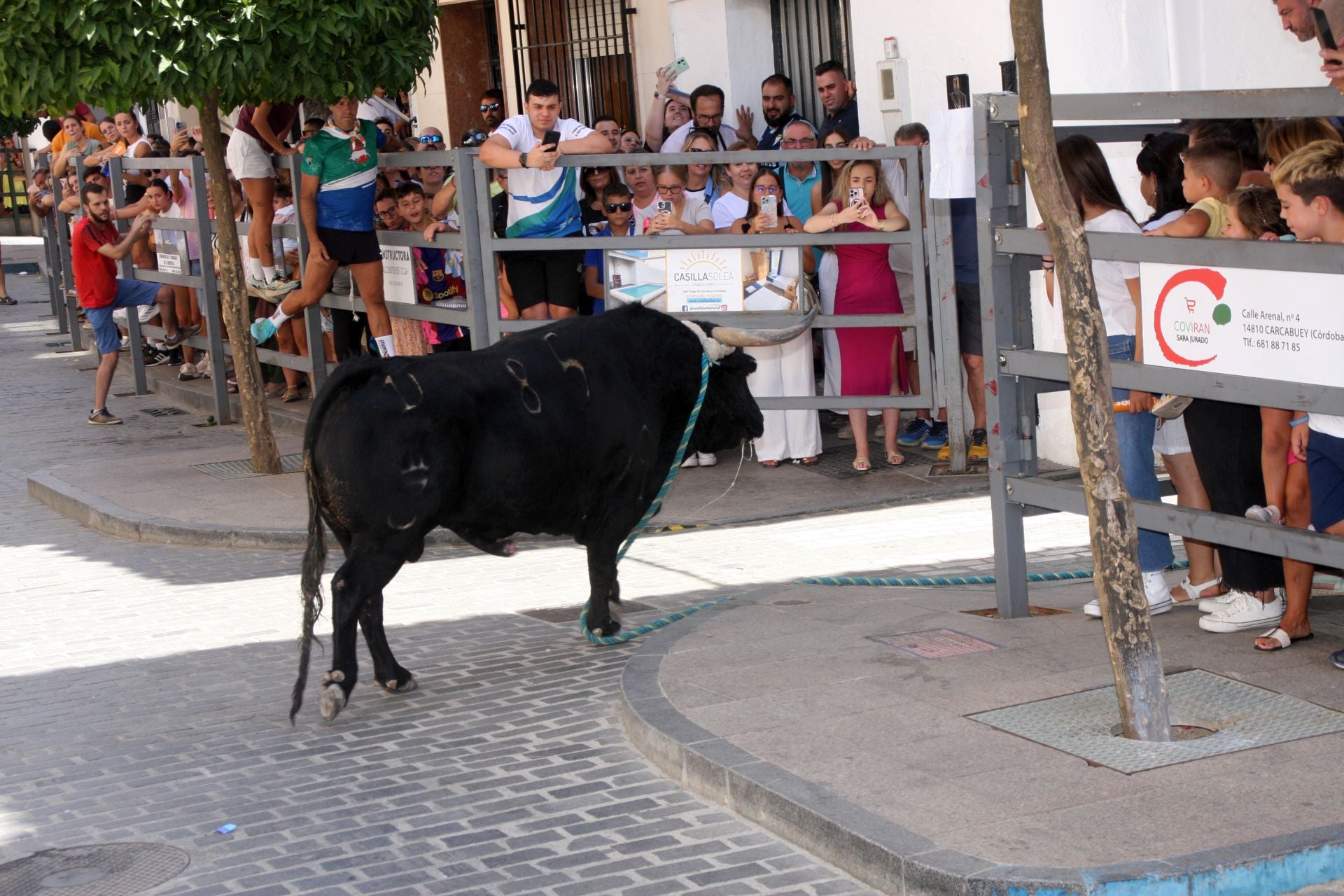 El emocionante Toro de Cuerda de Carcabuey, en imágenes