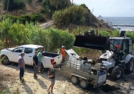 El primer proyecto para aprovecharse del alga invasora: un bioestimulante para el cultivo del aguacate
