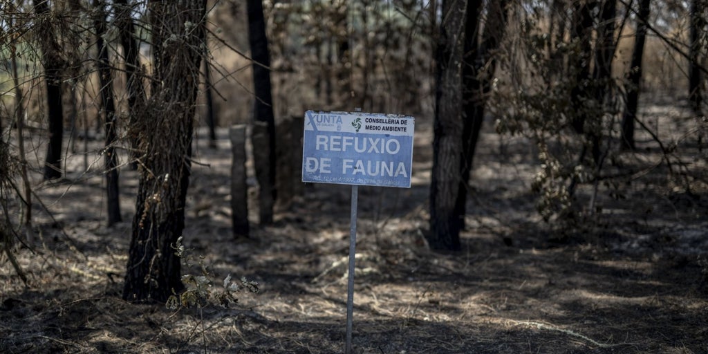 Los incendios comienzan a menguar en Galicia con apenas dos focos activos en Orense