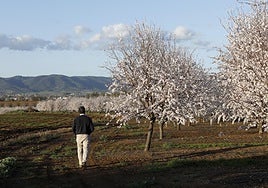El inicio de la cosecha de almendra en Córdoba confirma una producción a la baja