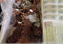 El Seprona sanciona a ocho restaurantes de Menorca por tener marisco ilegal